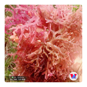 Musgo Marino Morado Seco de Alta Calidad, 1 kg, con Cierre, Eucheuma Cruda, Procedente de Granja Ecológica, para B2B, Grado Alimenticio, Gelatina, Ensalada - Product Image 1
