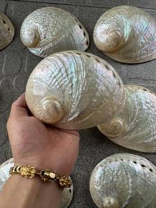 เปลือกหอยเป๋าฮื้อธรรมชาติ ขัดเงา เป็นมิตรกับสิ่งแวดล้อม ผลิตในเวียดนาม 99 GOLD DATA รุ่น Emma งานฝีมือ DIY ของตกแต่งบ้าน ของขวัญ ของตกแต่งธรรมชาติ - Product Image 3
