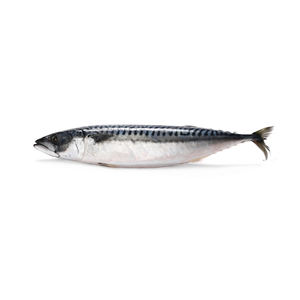 Frozen mackerel fish bulk shipment for seafood distributors - Product Image 5