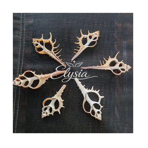 Tranches de coquillages naturels de qualité supérieure, pièces de coquillages papillon pour artisanat, accessoires faits à la main pour la création de fleurs DIY, fournitures décoratives - Product Image 4