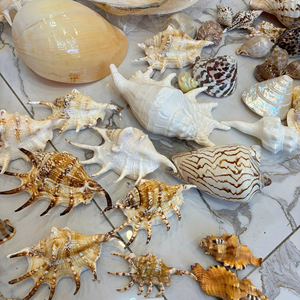 เปลือกหอยทะเลธรรมชาติหลากหลายขนาดเล็กและใหญ่ สำหรับงาน DIY ตกแต่งตู้ปลา จำนวนมาก ส่งออกจากโรงงานเวียดนาม - Product Image 1