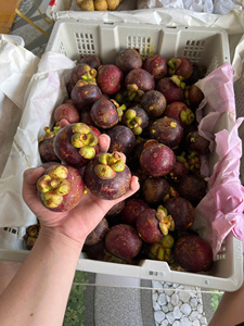 Mangostán Fresco Premium de Vietnam, Grado A, Fruta Morada Dulce para Suministro a Hoteles, Resorts y Restaurantes - Product Image 1