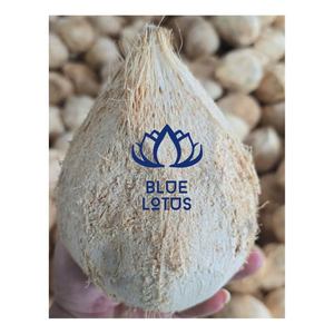 มะพร้าวสดกึ่งปอกเปลือก คุณภาพส่งออก สะอาด ปลอดภัย เหมาะสำหรับเตรียมอาหารและจัดแสดงขายปลีก จากแหล่งมะพร้าวคัดสรร - Product Image 1
