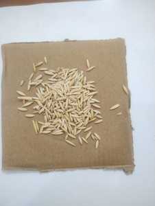 Avena Integral de Grado Alimenticio para Ganado y Vacas, Sin GMO, 18 Meses de Vida Útil, Proveedor Mayorista a Granel - Product Image 6
