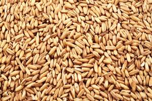 Blé en Grains 2026 Soigneusement Traité pour Commandes à Grand Volume, Stockage et Transport, Réseau d'Acheteurs Mondiaux, Prix Compétitif - Product Image 4