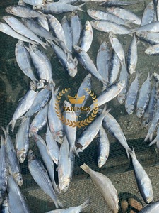 Vente en gros de hareng séché sprats sardinelle bon prix anchois avec un excellent goût séché au soleil poisson pour animaux de compagnie du Vietnam - Product Image 2