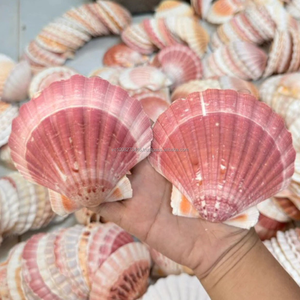 Conchas Marinas Grandes Festoneadas Ecológicas KMI de 912 cm - Suministro a Granel para Manualidades y Decoración del Hogar - Product Image 2