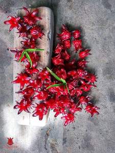 Polvo de Flor de Hibisco Seca para Suplementos de Salud, Extracto Herbal Natural, Materias Primas, Polvo de Roselle de Alta Pureza, Venta al por Mayor - Product Image 5