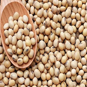 Semillas de Soja Secas Sin GMO para Agricultura, Producción Comercial de Cultivos y Necesidades de Compra de Semillas al por Mayor - Product Image 2