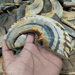 Punta de cuerno de carnero natural para mangos de cuchillos personalizados, suministro artesanal duradero a precio económico - Product Image 5