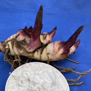 Poudre d'amidon d'arrowroot biologique de qualité supérieure, texture fine, idéale pour les ingrédients alimentaires et la vente en gros, provenant du Vietnam - Product Image 1