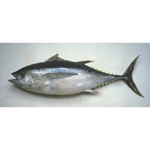 ปลาทูน่าหางเหลืองแช่แข็งราคาถูก เหมาะสำหรับการขายส่งจำนวนมาก - Product Image 6