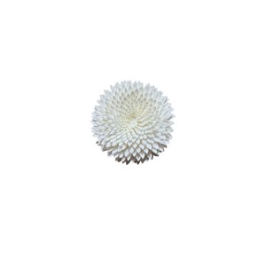 VADEE SOLA WOOD <b>FLOWER</b> White Snow Ranunculus Reed <b>Diffuser</b> <b>Flower</b> Bundle Replacement Handmade Sustainable Dried - Product Image 2