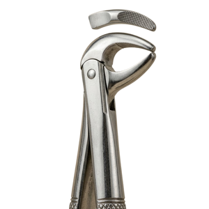 Forceps d'extraction Fig. 74R "Modèle anglais" |   Acier inoxydable de qualité supérieure - Product Image 2
