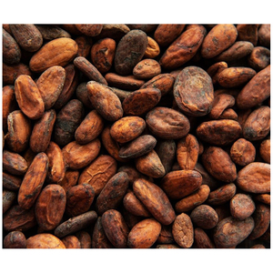 เมล็ดโกโก้ออร์แกนิก - เมล็ดโกโก้แห้งคุณภาพพรีเมียมขายส่ง - Product Image 4
