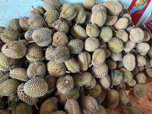 Durian Ri6 Monthong Premium Fresco de Vietnam, Fruta Natural para Recetas de Postres, Servicios de Alimentación, Mercados Frescos y Venta al por Menor - Product Image 5