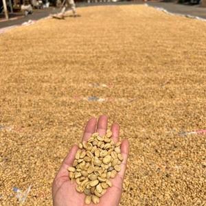 Premium Unroasted Robusta <b>Beans</b> Natural Raw Bulk <b>Coffee</b> For Roasting And Extracts Vietnam green <b>coffee</b> <b>bean</b> - Raw <b>coffee</b> <b>bean</b> - Product Image 1