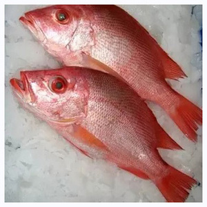 Nuevo Producto: Pescado Congelado, Pescado Fresco de Dorada Roja de 300-500g para Importadores de Mariscos - Product Image 2