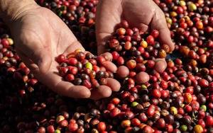 เมล็ดกาแฟโรบัสต้าเวียดนามคั่วเต็มเมล็ดหรือบดละเอียด รสชาติเข้มข้น พรีเมียม สำหรับกาแฟเอสเพรสโซ ขายส่ง - Product Image 5