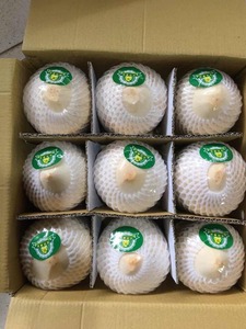 Coco de Vietnam de Buena Calidad y Precio Económico, Coco en Forma de Diamante, Agua de Coco Dulce Joven - Product Image 2