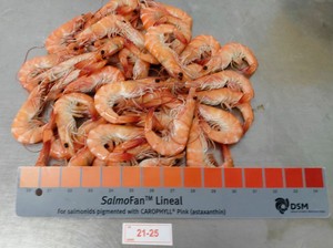 Camarón Vannamei de Vietnam, tamaño 21/25, entero, congelado, con cabeza, 23 + bolsa de color, embalaje, procesado sin cabeza - Product Image 3