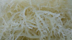 คุณภาพสูง Eucheuma Cottonii - Product Image 4