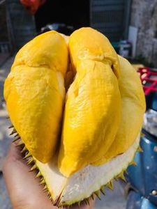 Proceso IQF de grado de exportación de Durian congelado orgánico de Viet Thien Phu, patrón de pulpa entera conveniente para recetas deliciosas, suministro a granel - Product Image 5