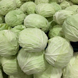 Chou vert entier fraîchement récolté de la ferme, cultivé naturellement pour la préparation de salades, de plats sautés, de soupes et de currys - Product Image 3