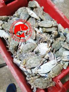 ปูทะเลแช่แข็งพรีเมียม ตัวเต็ม ดักจับจากธรรมชาติ ทำความสะอาดแล้ว เนื้อเยอะ คุณภาพสูงสุด อาหารทะเลคุณภาพเยี่ยมจากปากีสถาน - Product Image 5