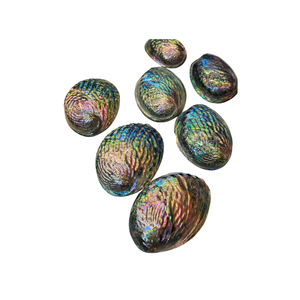 Coquille d'ormeau du Vietnam, matériau artisanal naturel pour bijoux, accessoires, mosaïque, projets décoratifs, expositions artistiques et cadeaux - Product Image 1