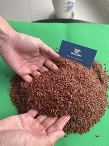 Manufacturer of Vietnamese RED RICE EU QUALITY - Packing 1KG, 2KG <b>vacuum</b> <b>bags</b> for Supermarket & Wholesale (Joice) - Product Image 1