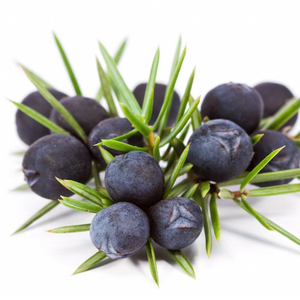 OEM Service Juniper Berries 2026 New Season Organic Natural Dried Bulk Wholesale Premium Quality Private Label Packaging - Product Image 1