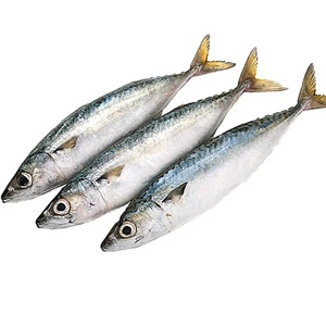 Especificaciones para Pescado Macarela Entero Congelado IQF de Grado de Exportación CREKS, Paquete al Vacío de 10 kg, Sostenible - Product Image 1