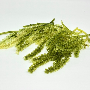 Uvas de Mar Deshidratadas de Alta Calidad/Laver Orgánico y Sazonado, Certificado HACCP, Origen Vietnam, Fresco y Seco en Bolsa, Ms. Lima - Product Image 1