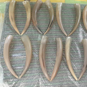 Paire de cornes de boeuf naturelles pour la décoration intérieure Pièce maîtresse Thème viking Inspiré de la corne de buffle et de vache africaine décorative par FWE - Product Image 3