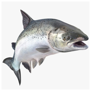 Filete de Salmón Congelado en el Mar, de Calidad Superior, Precio Bajo, Venta al Por Mayor - Product Image 2