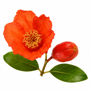 Los Mejores Capullos de Flor de Granada con Formas Distintivas y Elegancia Natural, Perfectos para Decoraciones Rústicas de Temporada - Product Image 1