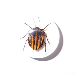 Especímen real de insecto con rayas, cabujón de plástico redondo de 19x19 mm con base plana blanca para manualidades y fabricación de joyas - Product Image 5