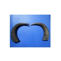 Corne de bufflonne brute, corne de vache naturelle pour la confection de boutons de vêtements, artisanat Court Jean's, corne de vache brute naturelle