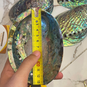 Coquille d'ormeau naturelle du Vietnam pour une décoration élégante de la maison et des fournitures créatives pour l'aménagement d'aquariums de 99 Gold Data - Product Image 6