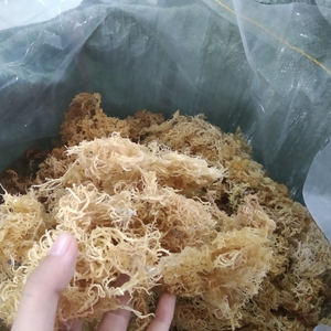 100% Natural <b>Light</b> Yellow Dried Sea Moss Premium Bulk Wholesale Export Sea Moss OEM Supplier Custom Packaging - Product Image 4