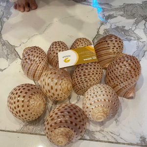 Selected Natural Mix Seashell From Vietnam For Global Accessory Importers And Designing <b>Gift</b> Packs 99 Gold Data Co - Product Image 2