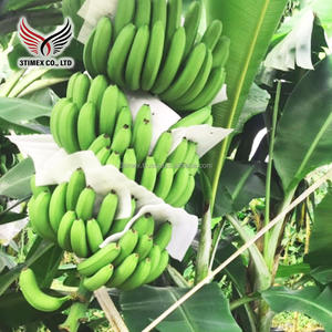 Plátano Cavendish Dulce de Sabor 100% Natural, Fresco de Vietnam, Empresa 3Timex - Envío Rápido, Venta al por Mayor, 40 Días de Duración, 4H-5H-6H - Product Image 5