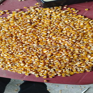 Ihracat için mevcut hayvan yemi için sarı mısır