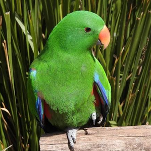 Premium NMF (PVT) LTD Eclectus Parrots Live Birds for Aviculture Breeding <b>Aviaries</b> Ornamental Bird Supply South Africa Long - Product Image 4