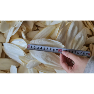 Os de Seiche Séché de Première Qualité VF – Produit Naturel Premium à Mâcher pour Oiseaux : Perroquets, Canaris, Pinsons, Perruches et Parakeets - Product Image 1