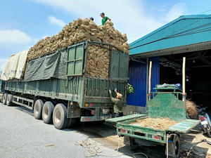 Materiales de artesanía para muebles de hierba marina hechos en Vietnam, en paquetes de 25/50 kg, al mejor precio, OEM, longitud de 1.2m-2.0m, agrícola - Product Image 2