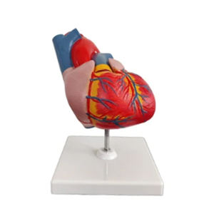 Juego de Instrumentos de Modelos de Entrenamiento Médico de Calidad Original de Fabricante Indio para Uso Educativo en Escuelas y Universidades, 1 Año de Garantía - Product Image 1