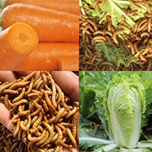 Vermi di Farina di Tenebrio Molitor Biologici Non-OGM Essiccati - Snack ad Alto Contenuto Proteico a Base di Carne Senza Additivi per la Salute Digestiva degli Uccelli - Product Image 4