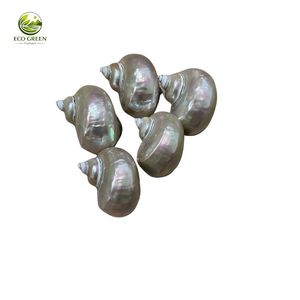 Conchas de Nácar Pulido Naturales, Temática Animal, Decoración para el Hogar de Hanoi, Peces de Acuario para Adorno, Manualidades DIY - Product Image 3